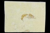 Cretaceous Fossil Shrimp - Lebanon #123935-1